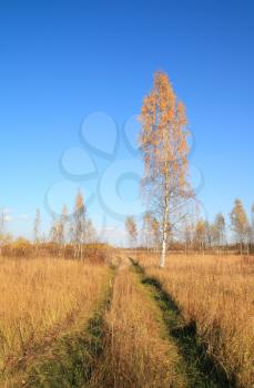 yellow birch on autumn field
