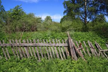 old wooden fence amongst herbs