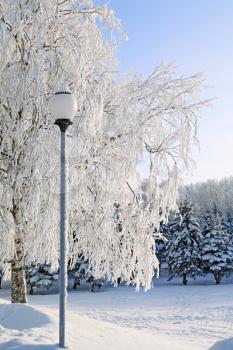 town torch near snow tree