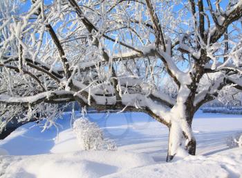   tree in snow