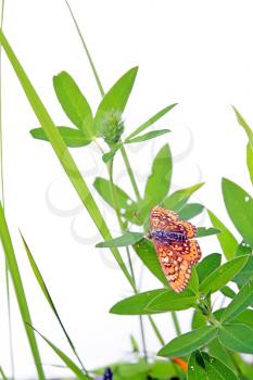 butterfly on herb