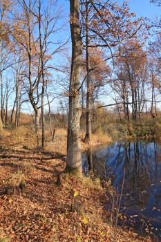 oak wood near small river