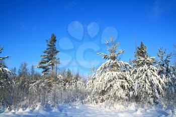 pines in snow on celestial background 