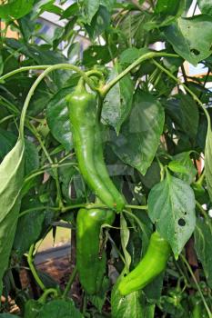 green pepper on branch in hothouse