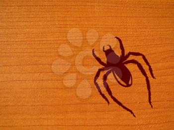 brown spider on wood background