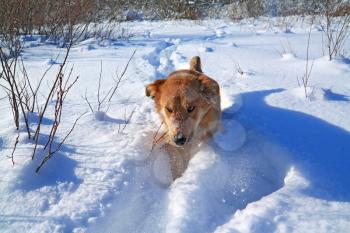 redhead dog in deep snow