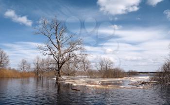 spring ice on river amongst tree