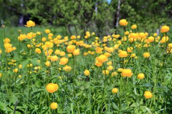 globe-flower on spring green field