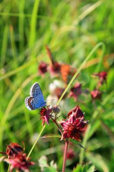 blue butterfly on red flower