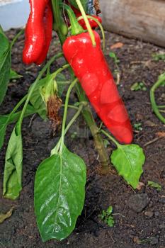 red pepper on branch in hothouse 