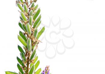 seed of the lupine on white background