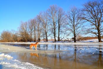 redhead dog on river ice