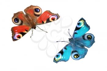 two butterflies on white background
