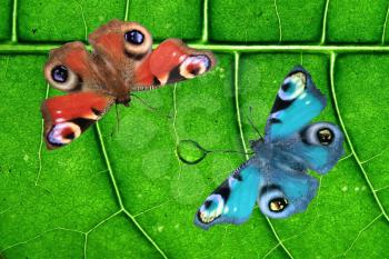 two butterflies on wood background