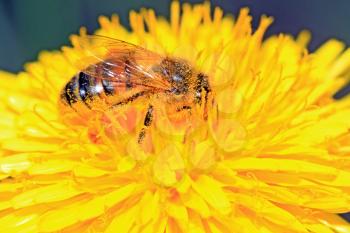bee on yellow dandelion