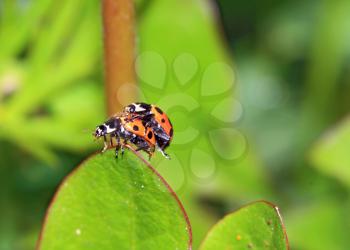 two ladybug on green sheet