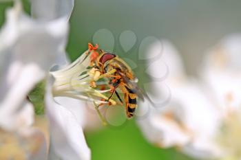 wasp on white flower of the aple trees