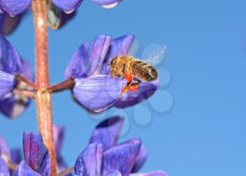 bee with pollen on turn blue lupine