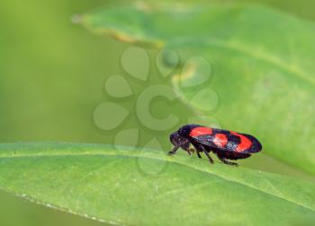 red bug on green sheet
