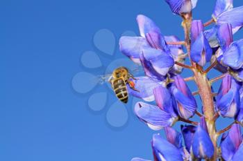 bee on blue lupine
