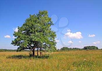green oak on yellow field