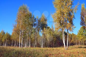autumn birch wood on blue background