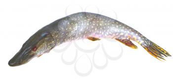 Pike - fresh, edible fish on a white background. 
                   