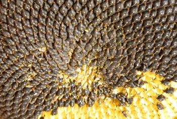 Photo sunflower close-up.
SONY DSC                    