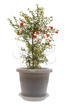 Plant: a room pomegranate (nana punica granatum) on a white background.                 