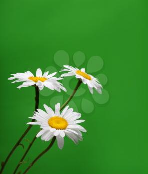 camomile flower on green