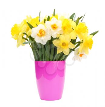 narcissus bouquet in pot