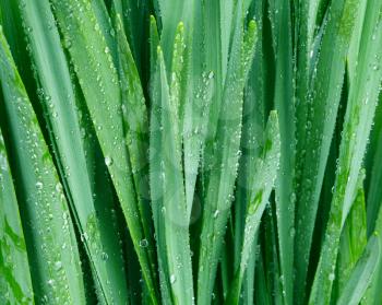 closeup green grass with water drops