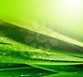 grass leaf with water drops