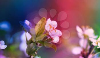 Nature background. Soft focus cherry twig in bloom.