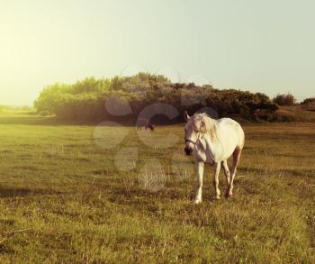 White horse on meadow. Retro style.