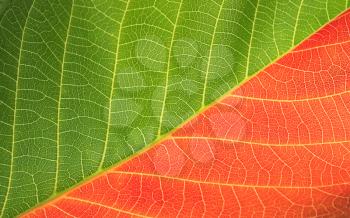 red and green leaf background