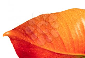 Red autumn leaf with water drop. Isolated.