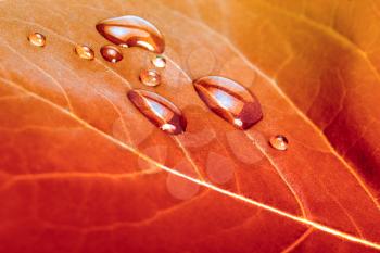 red autumn leaf background with water drops