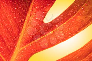 red autumn leaf with drops