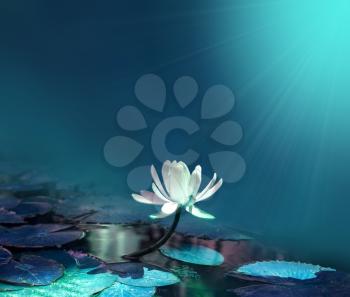 water lily on blue pond  background