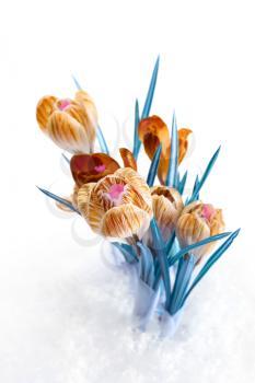 spring color crocus flower bouquet isolation on white