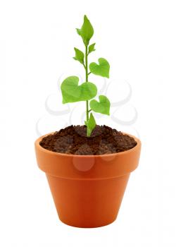 Young plant with heart shaped leaves in pot isolated on the white backgrounds 