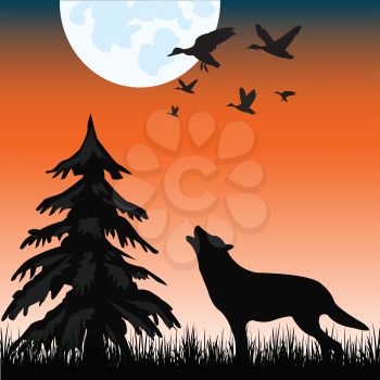 The Silhouette of the wolf in night wood.Vector illustration