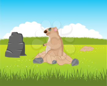 The Animal rodent woodchuck peers out burrow.Vector illustration