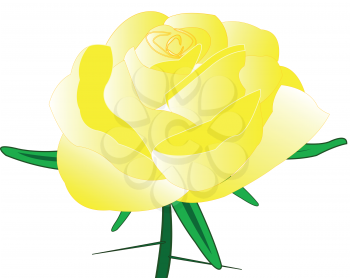 Rose yellow with thorn on white background is insulated