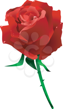 Royalty Free Clipart Image of a Single Red Rose on a Stem With Dew