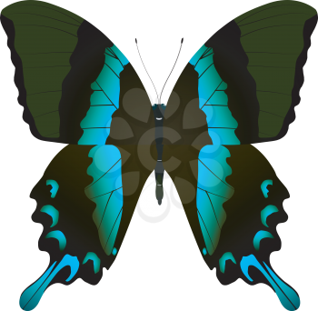 beautiful vector butterfly