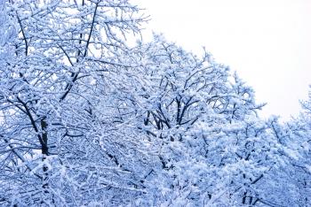 Snow on the trees in the blue light