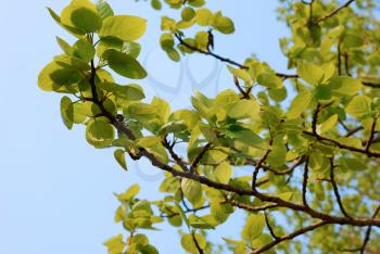 Green leaves in spring as a background