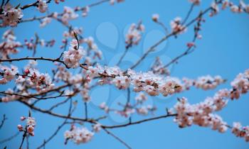 Beautiful sakura branch as a background